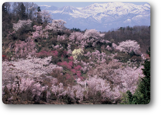「花見山から見た吾妻小富士」