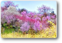 花見山