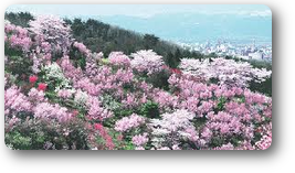 花見山02 花見山02
