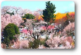 花見山03 花見山03