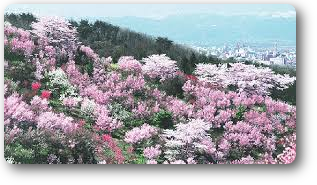 花見山