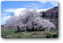石部桜 石部桜