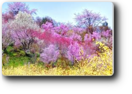 花見山 花見山