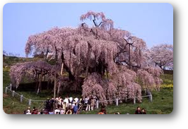 三春滝桜01 三春滝桜01