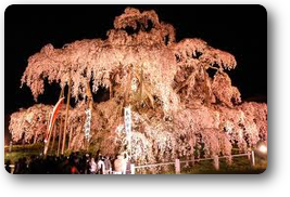 三春滝桜02 三春滝桜02