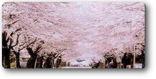 夜の森の桜