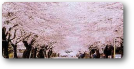 夜の森公園の桜 夜の森公園の桜