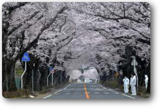 夜の森の桜02